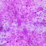 Creative Expressions Fuchsia Rose Cosmic Count (pack Of 1),. Fixed Price $23.99.